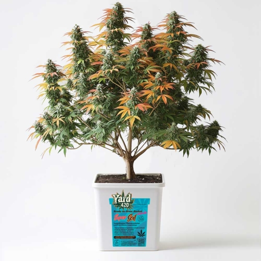 Grow Bucket Super Soil mineralic